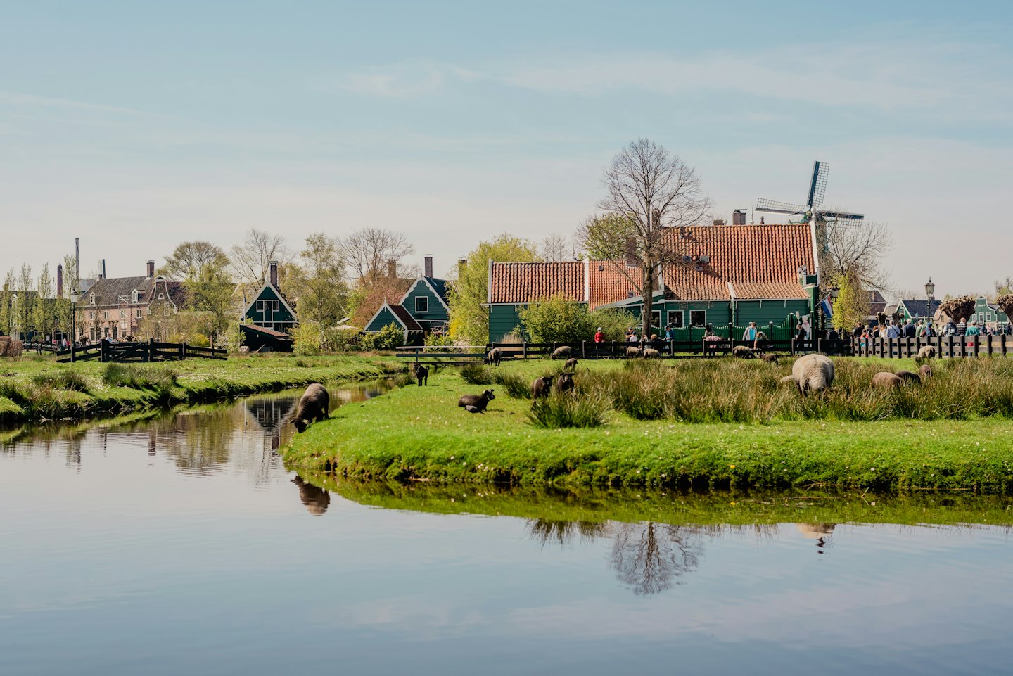 Schaapjes grazen langs een kanaal bij traditionele huizen en een windmolen.